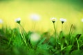 Field of daisy flowers. Fresh green spring grass with sun leaks effect, copy space. Soft Focus. Summer concept. Abstract Royalty Free Stock Photo