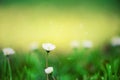 Field of daisy flowers. Fresh green spring grass with sun leaks effect, copy space. Soft Focus. Summer concept. Abstract Royalty Free Stock Photo