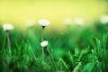 Field of daisy flowers. Fresh green spring grass with sun leaks effect, copy space. Soft Focus. Summer concept. Abstract Royalty Free Stock Photo