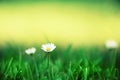 Field of daisy flowers. Fresh green spring grass with sun leaks effect, copy space. Soft Focus. Summer concept. Abstract Royalty Free Stock Photo