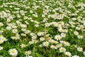 Field of daisy flowers Royalty Free Stock Photo