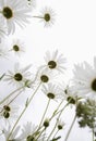 Field of Daisy flowers, low angle view, close up Royalty Free Stock Photo