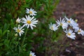 Field of daisy flowers, selective focus