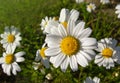 Field of Daisy flowers during Spring, white daisy flower background Royalty Free Stock Photo