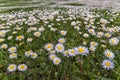 Field of daisy flowers (Bellis perennis)