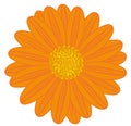 Field Daisy Orange