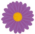 Field Daisy Purple Royalty Free Stock Photo