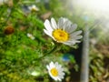 Field daisy on the sunbeam