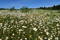 A field of daisy under a blue sky Royalty Free Stock Photo