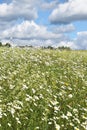 A field of daisy under a blue sky Royalty Free Stock Photo