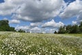 A field of daisy under a blue sky Royalty Free Stock Photo