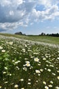 A field of daisy under a blue sky Royalty Free Stock Photo