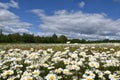 A field of daisy under a blue sky Royalty Free Stock Photo