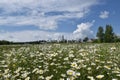 A field of daisy under a blue sky Royalty Free Stock Photo