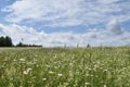 A field of daisy under a blue sky Royalty Free Stock Photo