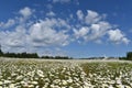 A field of daisy under a blue sky Royalty Free Stock Photo