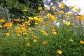 Beautiful field daisy yellow flowers in the garden Royalty Free Stock Photo