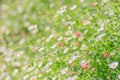 Field of daisyes Royalty Free Stock Photo