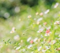 Field of daisyes Royalty Free Stock Photo