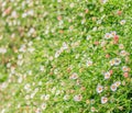 Field of daisyes Royalty Free Stock Photo