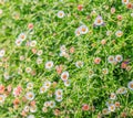 Field of daisyes Royalty Free Stock Photo