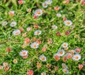 Field of daisyes Royalty Free Stock Photo