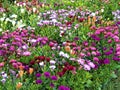 Field of daisys flowers