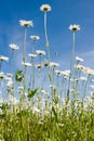 Field with daisywheel