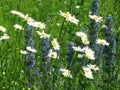 Field daisywheels Royalty Free Stock Photo