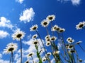 Field daisywheels Royalty Free Stock Photo