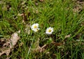 Field daisywheels Royalty Free Stock Photo