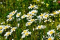 Field daisywheels Royalty Free Stock Photo