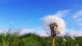A field of dandelion alone stands in height above the blue sky Royalty Free Stock Photo