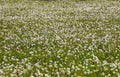 Large mass of dandelion clocks