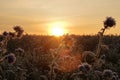 Field of dandelion flowers against a beautiful sunset background Royalty Free Stock Photo