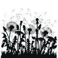 Field of dandelion flowers. Black silhouettes of summer plants on a white background. The outline of a glade with Royalty Free Stock Photo