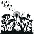 Field of dandelion flowers. Black silhouettes of summer plants on a white background. The outline of a glade with Royalty Free Stock Photo