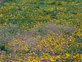 Field with dandelion flowers in the spring Royalty Free Stock Photo