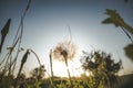 Field dandelion in the foreground at sunset Royalty Free Stock Photo