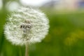 Field Dandelion, Medicinal, Compositae Family Royalty Free Stock Photo