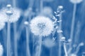 Field of dandelion seeds blowing. stems and white fluffy dandelions ready to blow Royalty Free Stock Photo