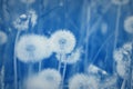 Field of dandelion seeds blowing. stems and white fluffy dandelions ready to blow Royalty Free Stock Photo