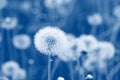 Field of dandelion seeds blowing. stems and white fluffy dandelions ready to blow Royalty Free Stock Photo