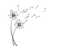 The field dandelion sketch with flying seeds. Royalty Free Stock Photo