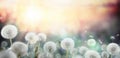 Field of dandelion in sunset Royalty Free Stock Photo