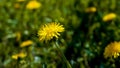 Field dandelion. Wildflowers. Floral background for advertising, banner.