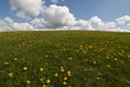 Field with dandelions Royalty Free Stock Photo