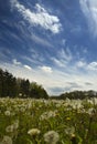 Field of dandelions