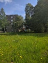 Field of dandelions on a background of green grass and trees in Kamen-na-Obi, Altai, Russia. Vertical