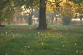 Autumn Dandelions field and tree Royalty Free Stock Photo